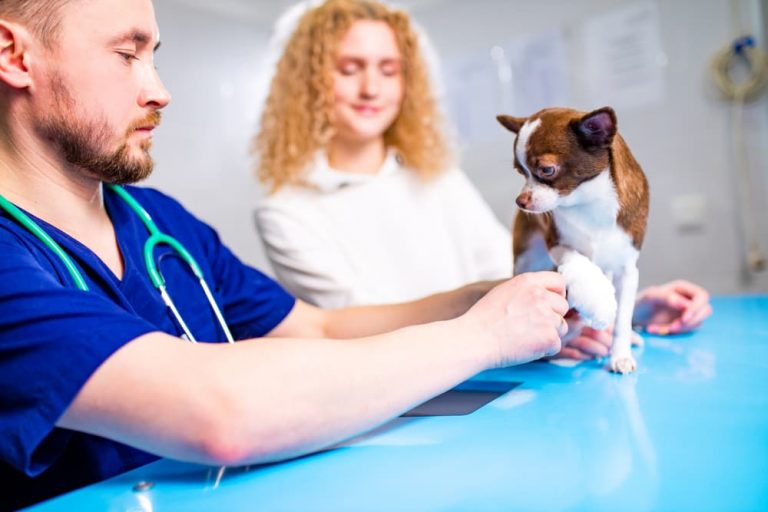 Luxating Patella in Dogs Great Pet Care