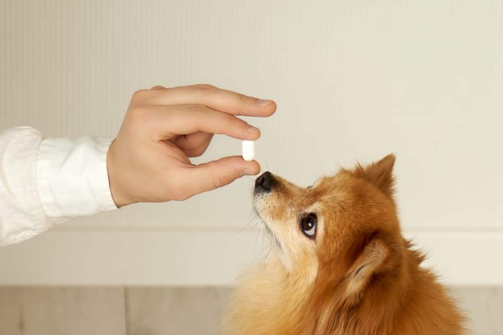 A German spitz receives a vitamin from the owner's hands