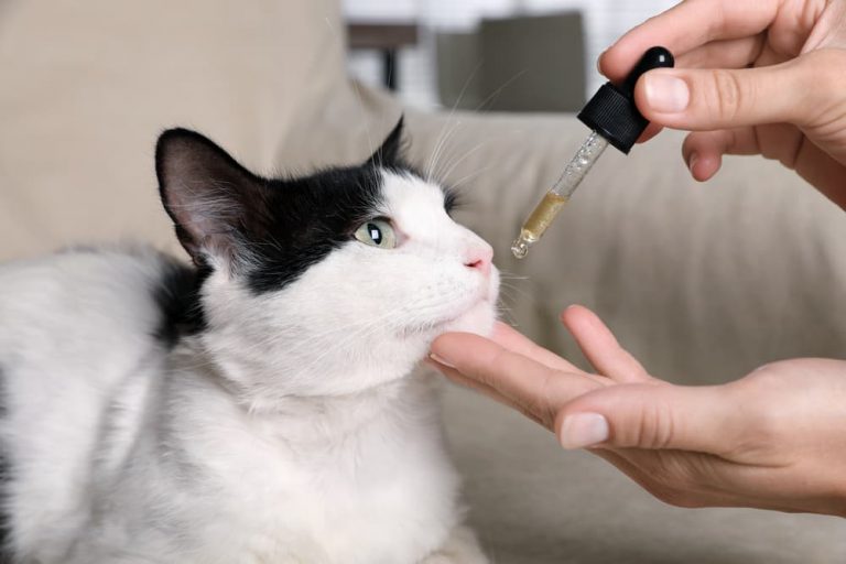 Cat getting a dropper of medicine