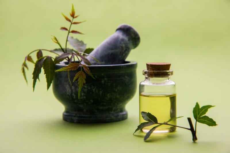 Neem Oil for Dogs Is It Safe? Great Pet Care