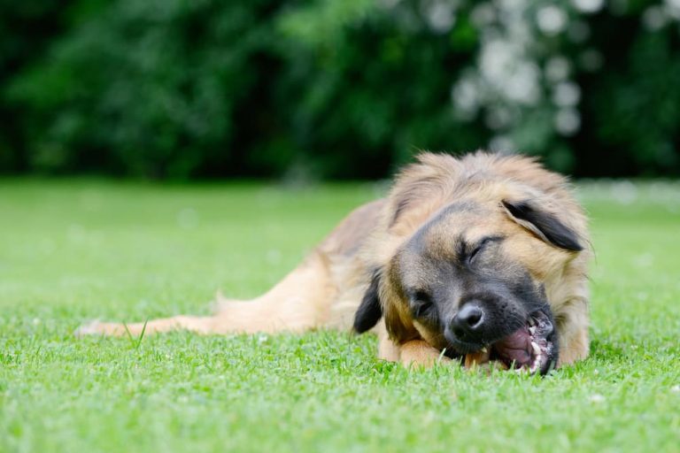 Dog Diarrhea Causes and How to Help Great Pet Care