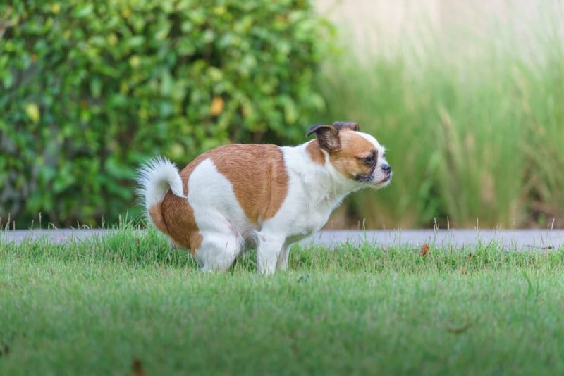 Yellow Dog Poop What It Means Great Pet Care