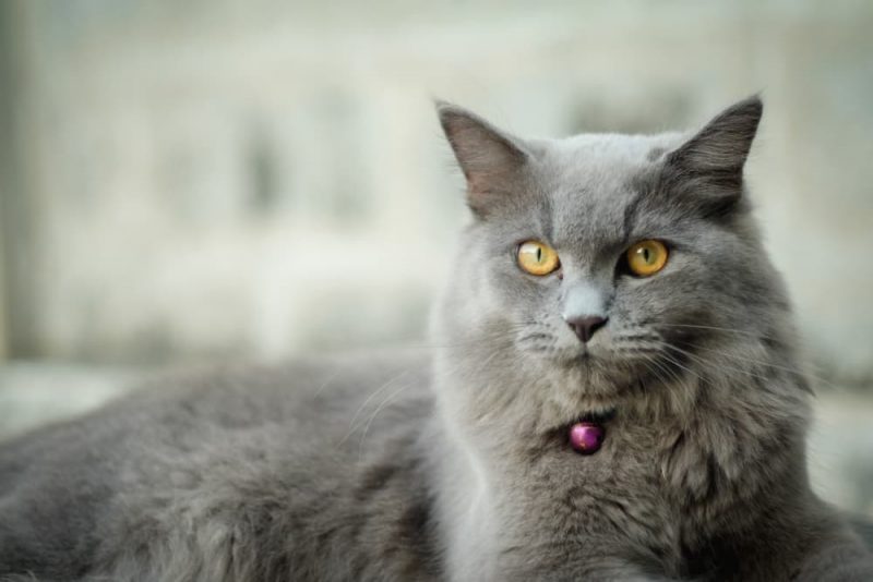 LLysine for Cats Great Pet Care