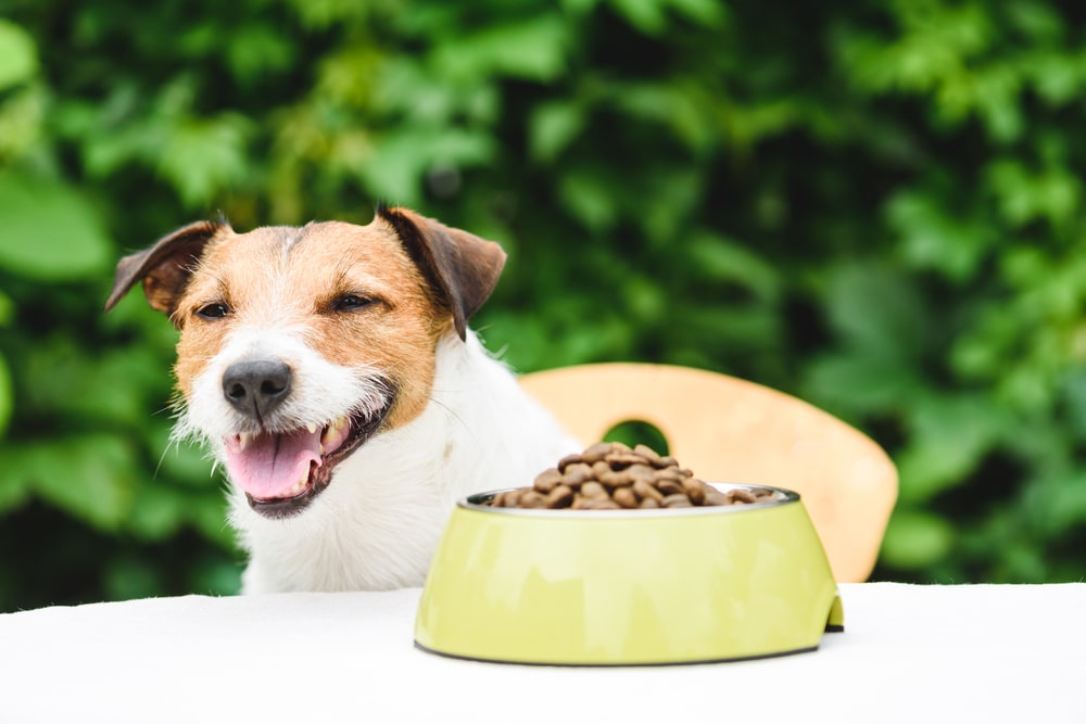 8 Best Dog Bowls for Every Need 8 Best Dog Bowls for Every Need