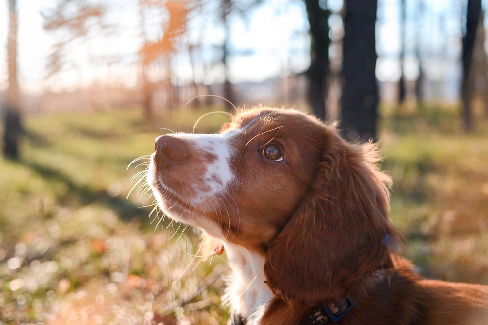 Dog looking up in a forest