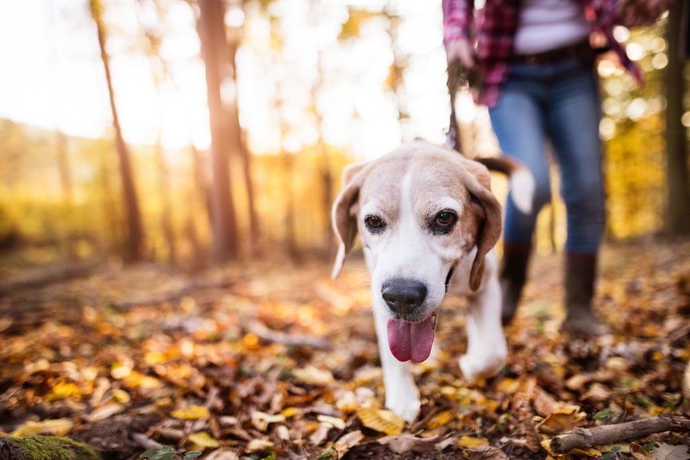 Dog walking in the park with owner