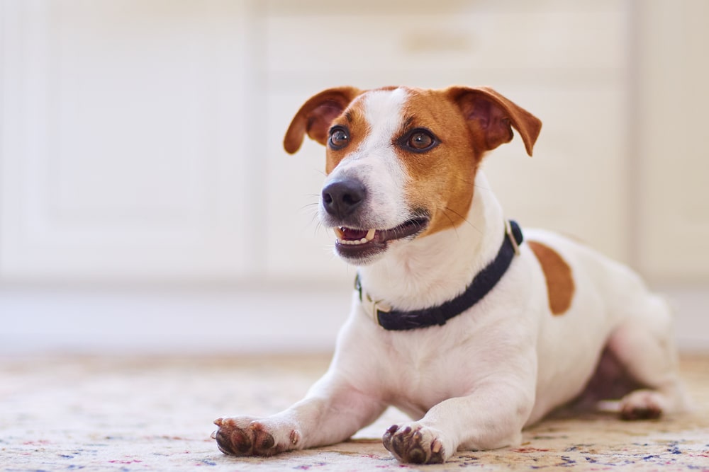 Dog laying down in kitchen