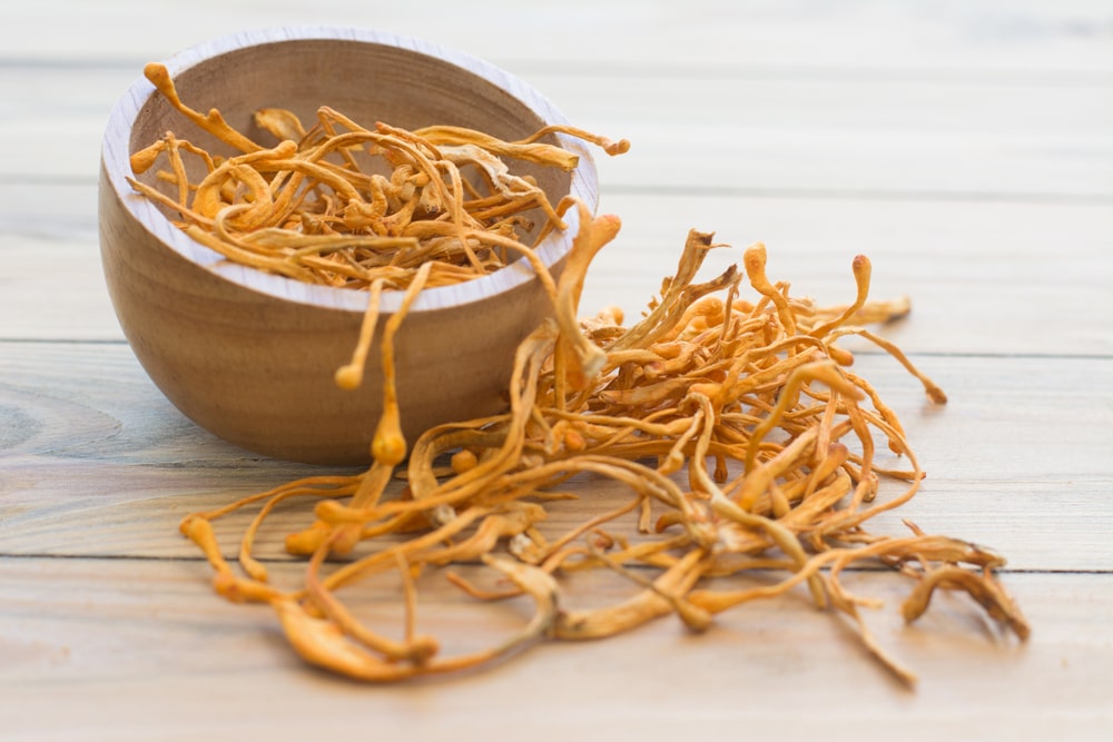 cordyceps for dogs