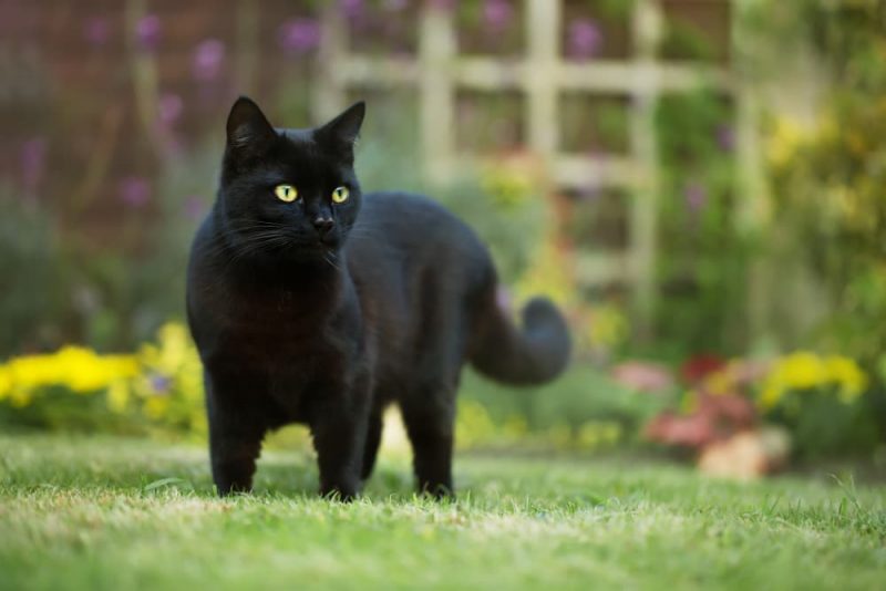 139 Names for Black Cats Great Pet Care
