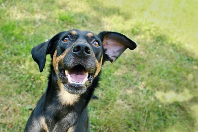 Dog smiling to camera in nature