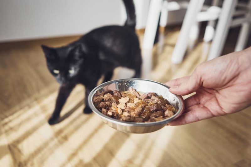 Best Senior Cat Food 8 Options to Consider Great Pet Care