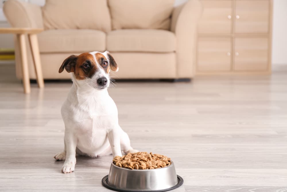 Cute funny dog near bowl with dry food at home