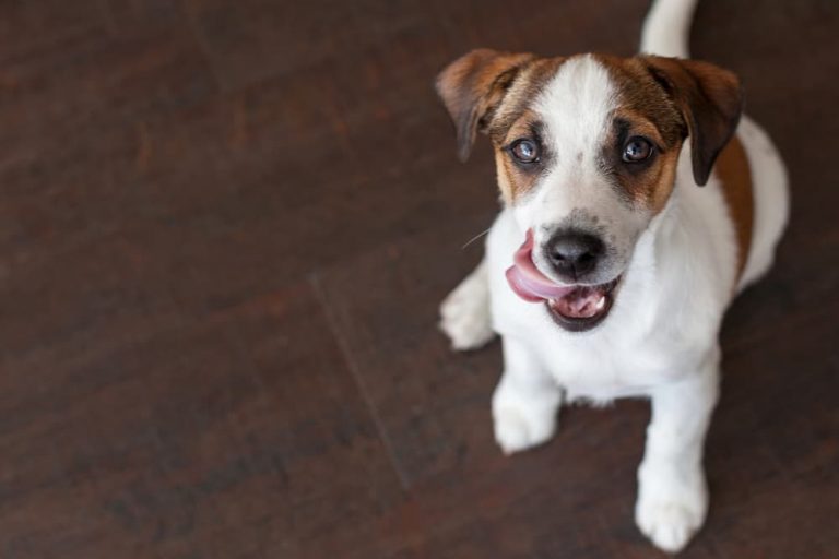 Why Is My Dog Licking the Floor? Great Pet Care