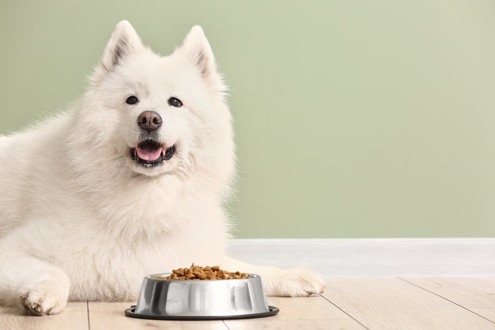 Dog eating bowl of dog food at home