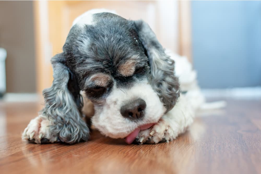 Dog licking paw while laying on the floor