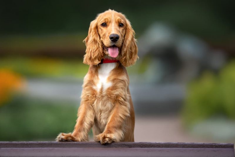 Vitamin E for Dogs Benefits and Uses Great Pet Care