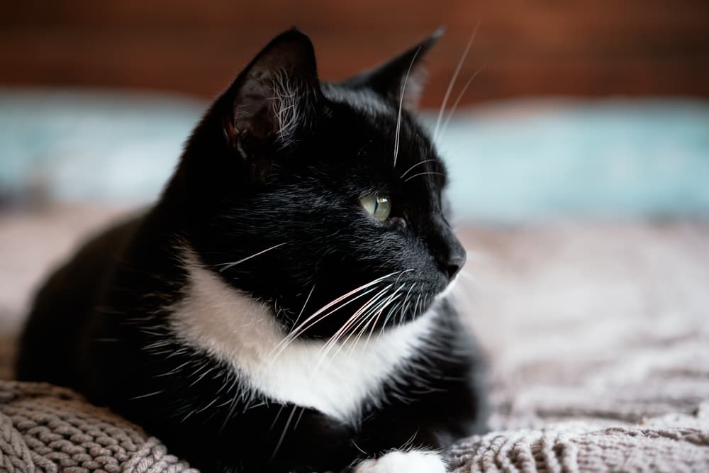 Black and white cat laying on a bed