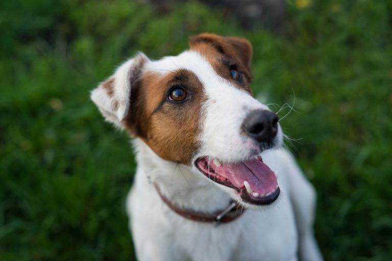 Vitamin E for Dogs Benefits and Uses Great Pet Care