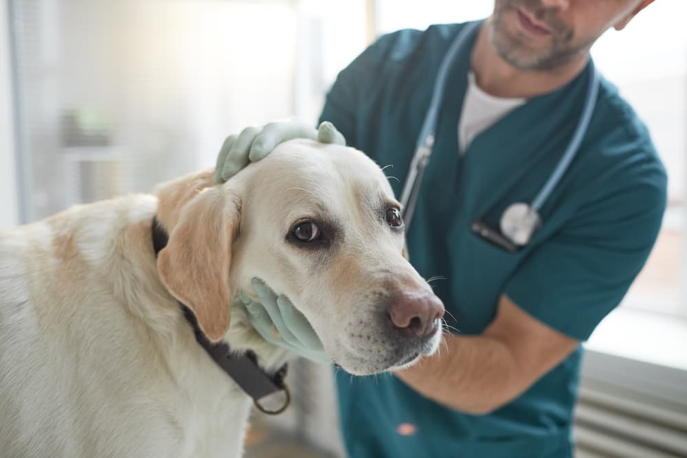 Dog at the vet getting an exam