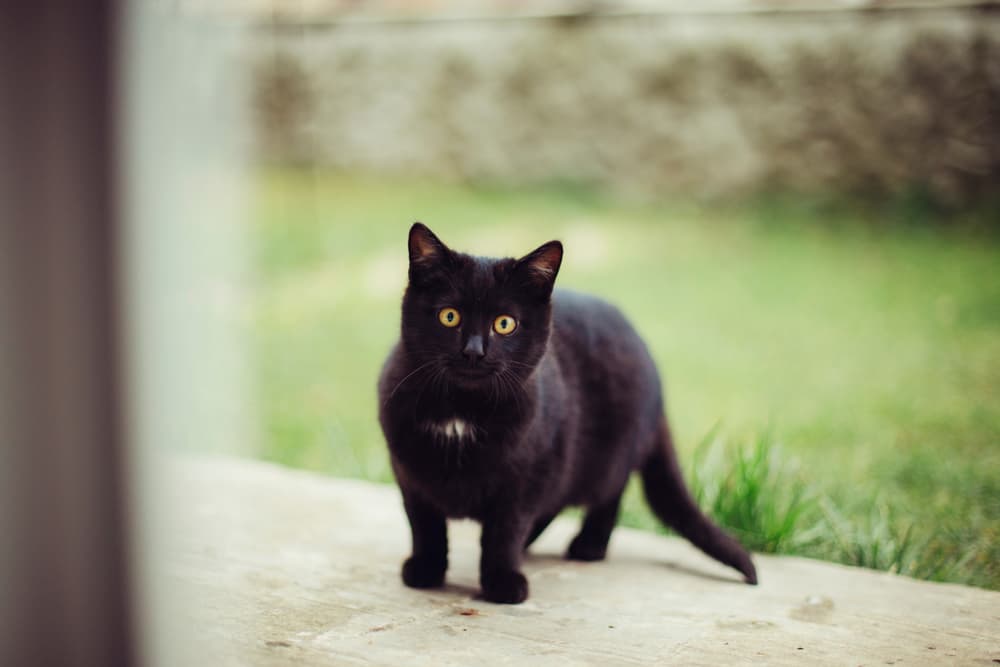 145 Black Cat Names for Males and Females - Good Names for Black Cats