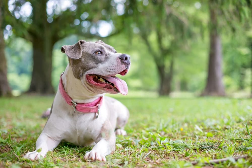 A happy gray and white Staffordshire Bull Terrier mixed breed dog lying down in the grass and panting