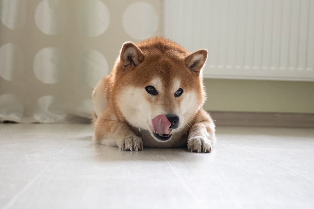 Shiba Inu laying on the floor licking