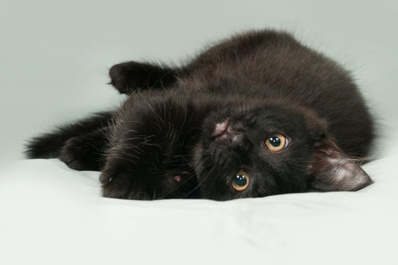 139 Names for Black Cats Great Pet Care