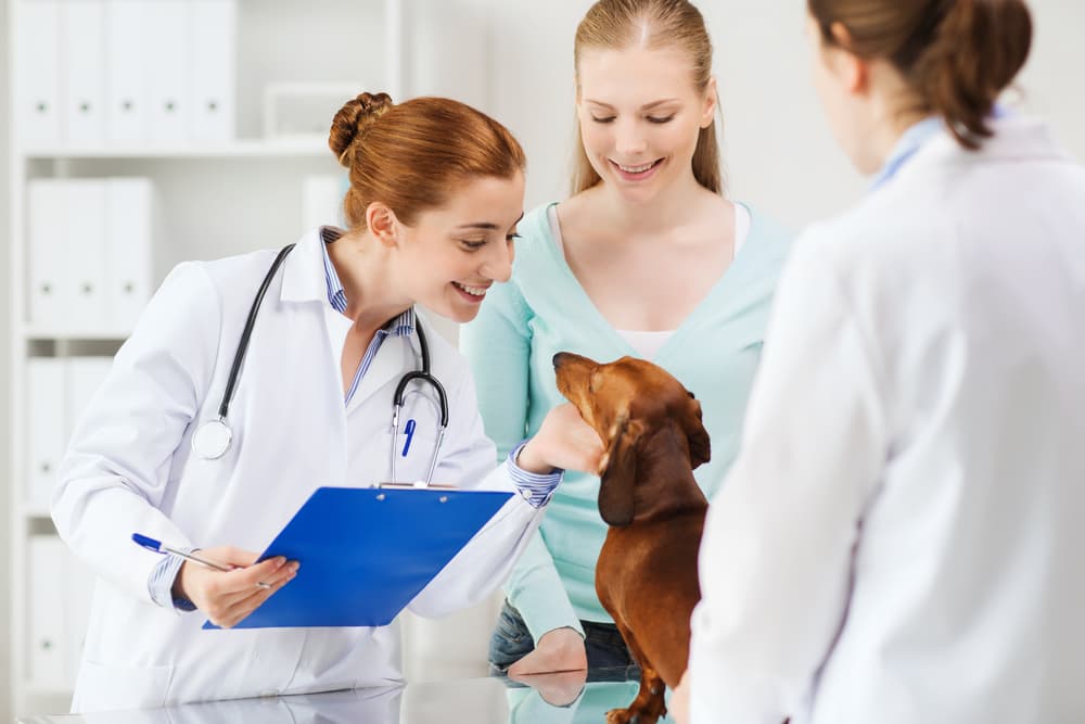 Happy woman holding dachshund dog and veterinarian doctor with clipboard at vet clinic