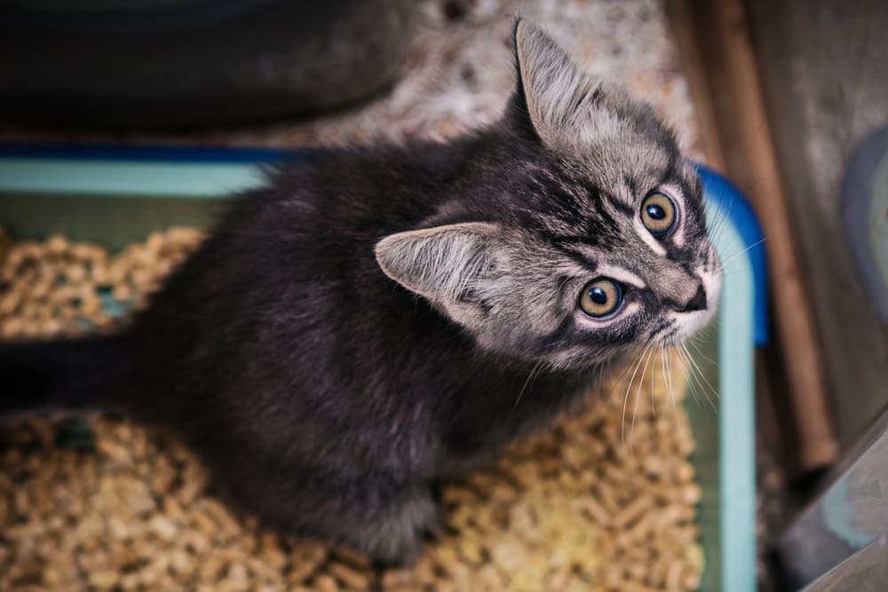 Cat Litter Box Supplies: 8 Essentials We Love Cat Litter Box Supplies: 8 Essentials We Love