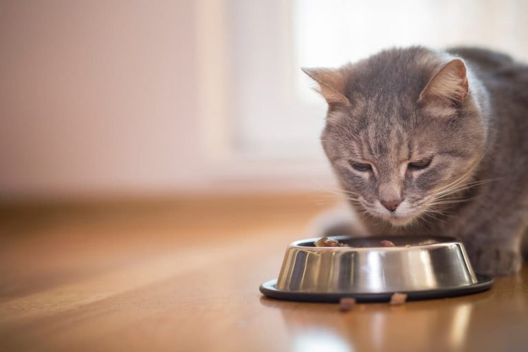 Best Senior Cat Food 8 Options to Consider Great Pet Care