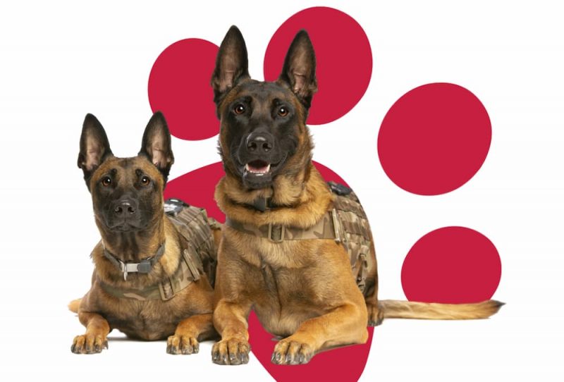 Pet Insurance for Dogs 11 Best Plans to Consider Great Pet Care