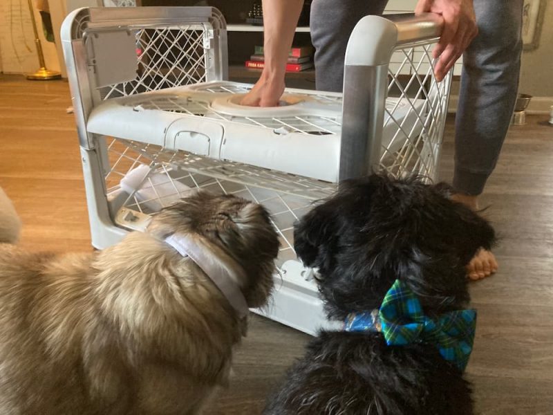 Diggs Revol Dog Crate Review Great Pet Care