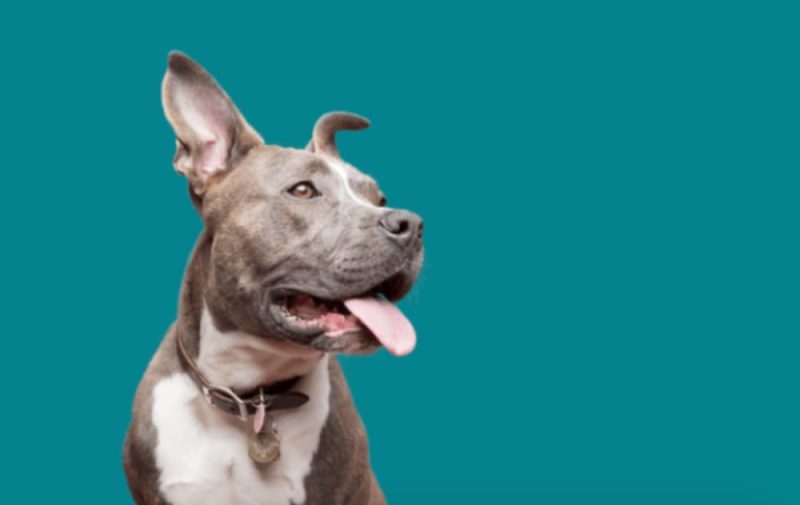 Pet Insurance for Dogs 11 Best Plans to Consider Great Pet Care