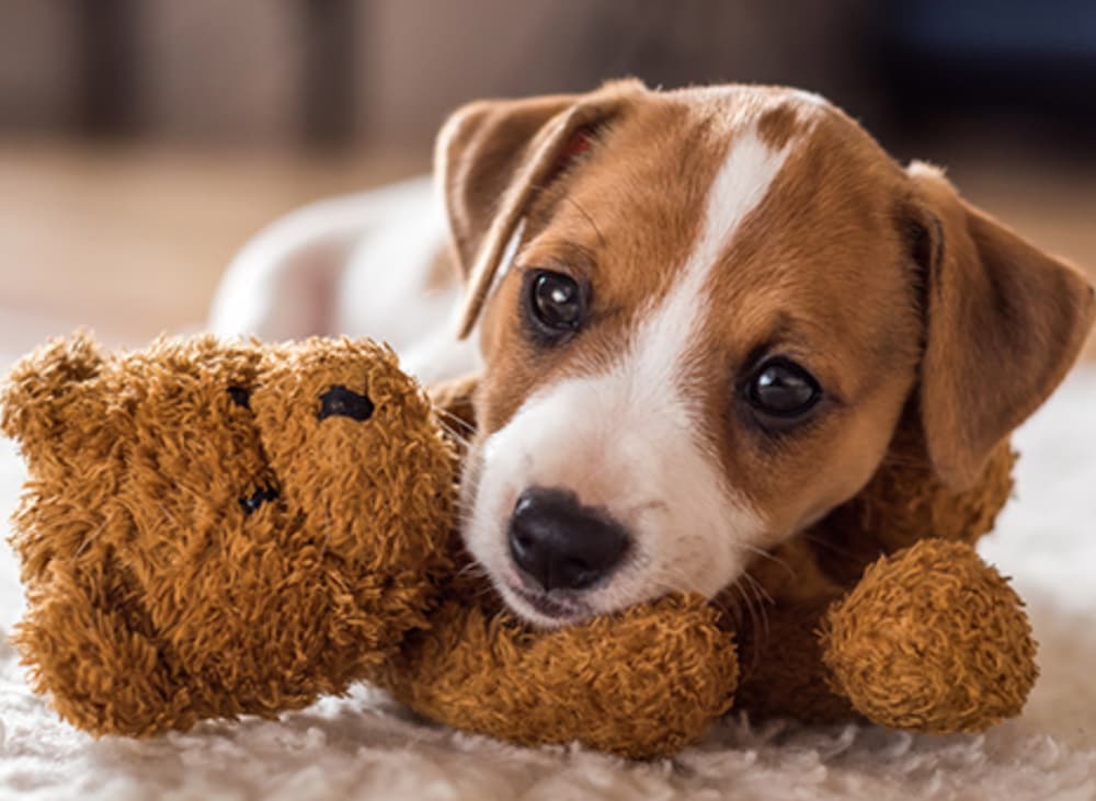 Healthy paws pet insurance dog with stuffed bear