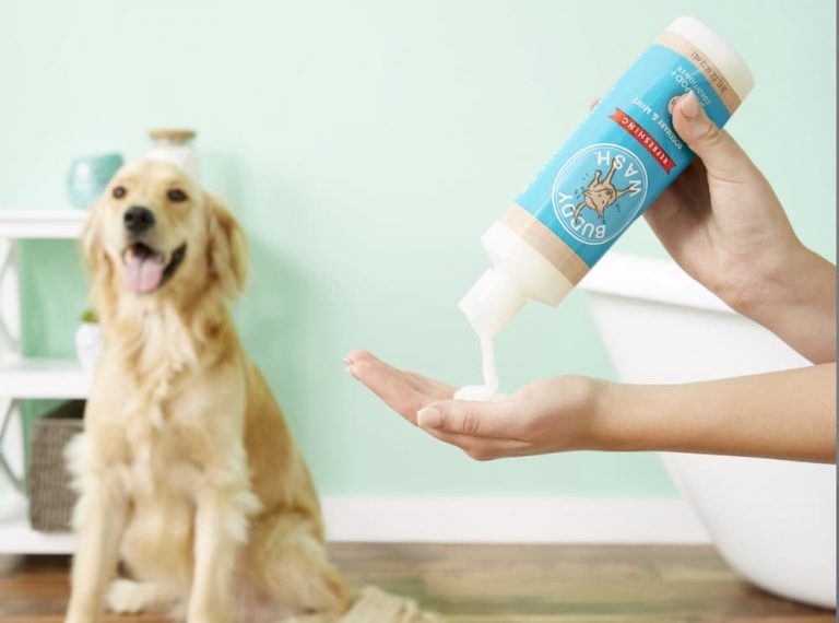 Best Smelling Dog Shampoo 7 Scents We Adore Great Pet Care