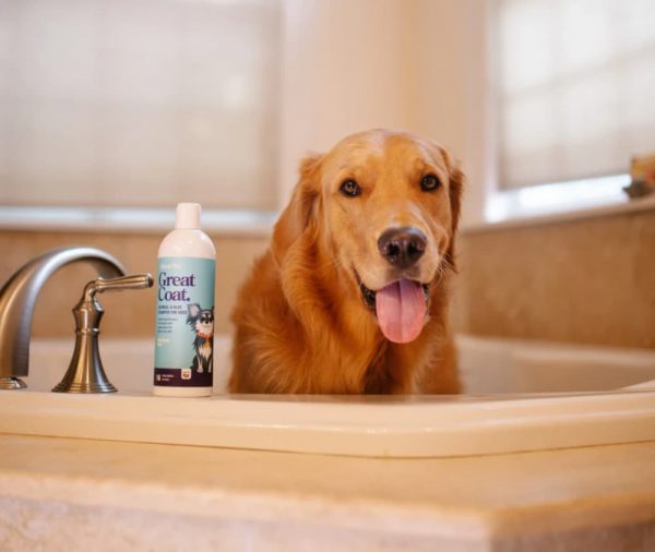 Best Smelling Dog Shampoo 7 Scents We Adore Great Pet Care