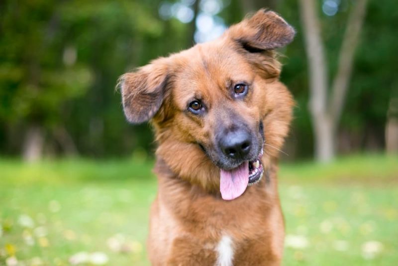 Why is My Dog Walking in Circles? Great Pet Care