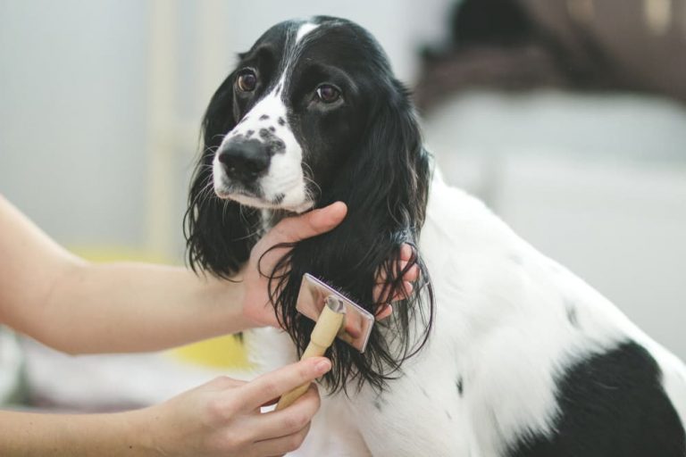 woman brushing out mats on dog