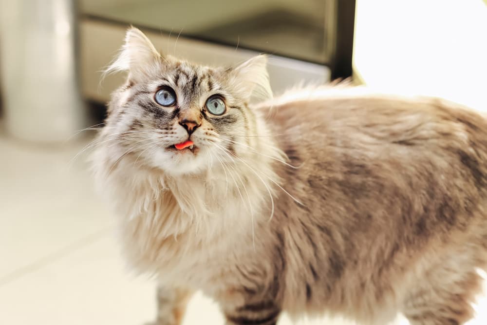 Cat in kitchen with tongue sticking out