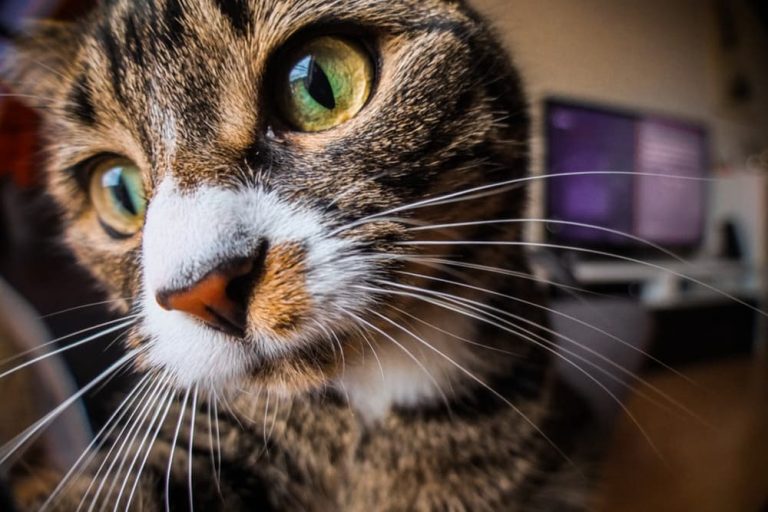 Why Does My Cat Follow Me Everywhere? Great Pet Care