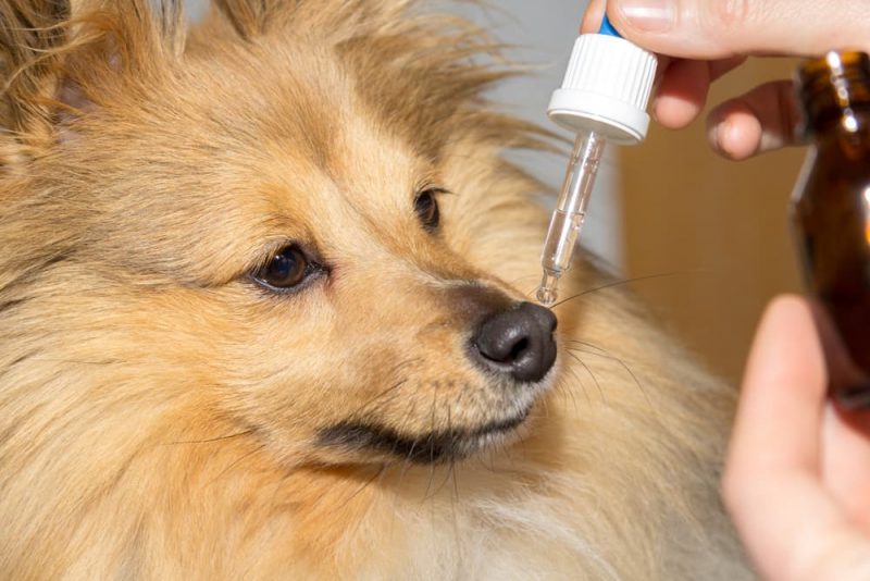 Metronidazole for Dogs Great Pet Care