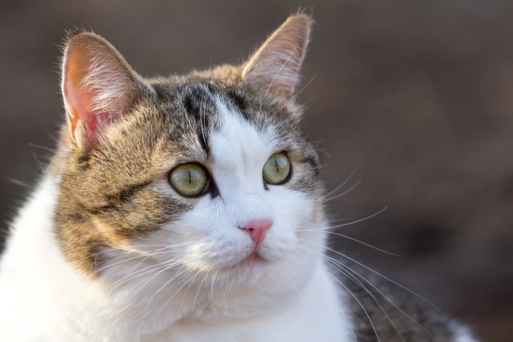 Cat looking anxious outside