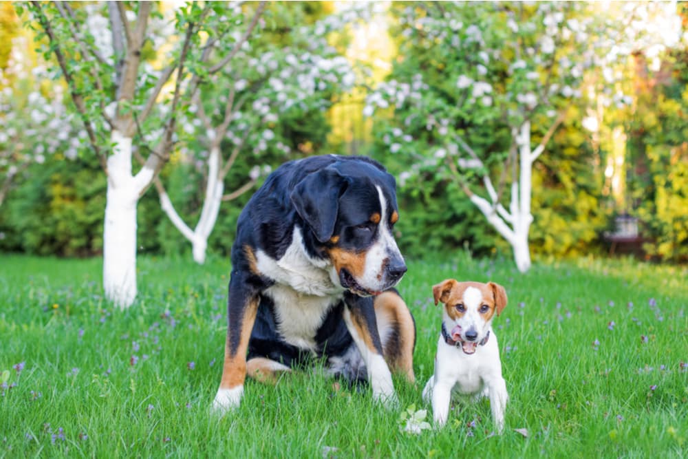 Big dog sitting in grass next to small little dog