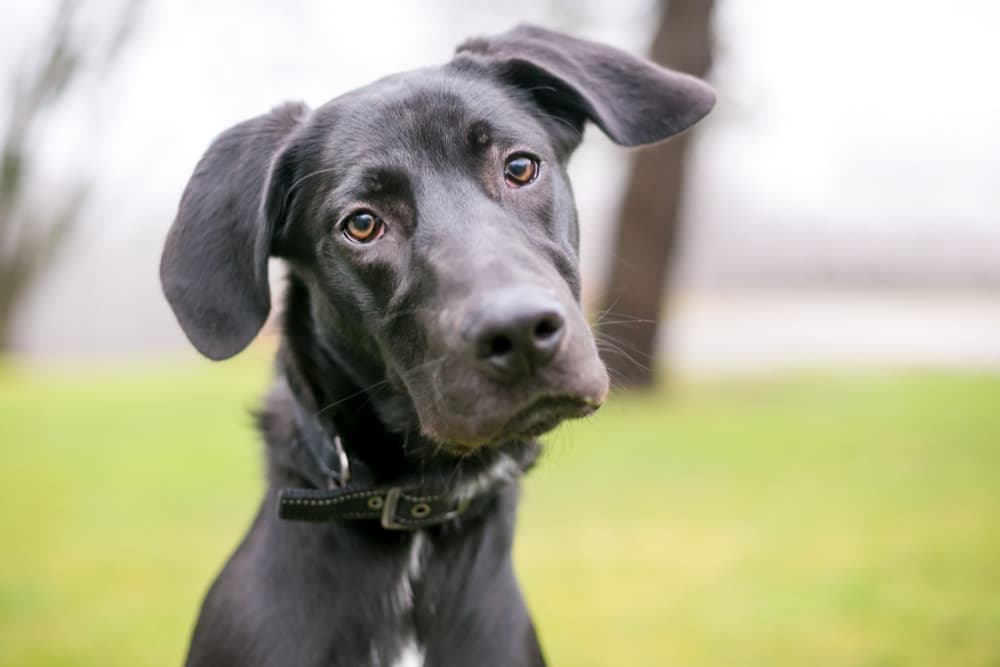 Cute puppy with tilted head outside