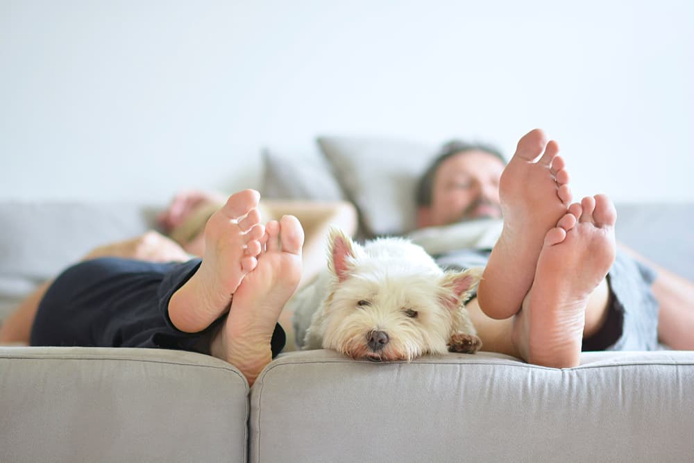 Dog feeling sick between two people on the couch