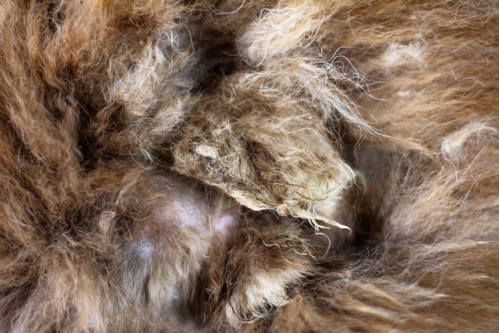 what causes matted fur on dogs