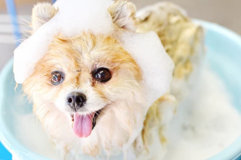 Best Smelling Dog Shampoo 7 Scents We Adore Great Pet Care