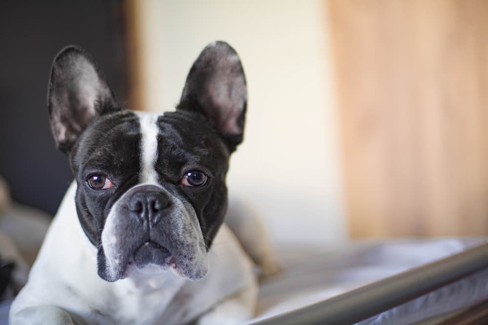 Dog feels sick and sits on bed