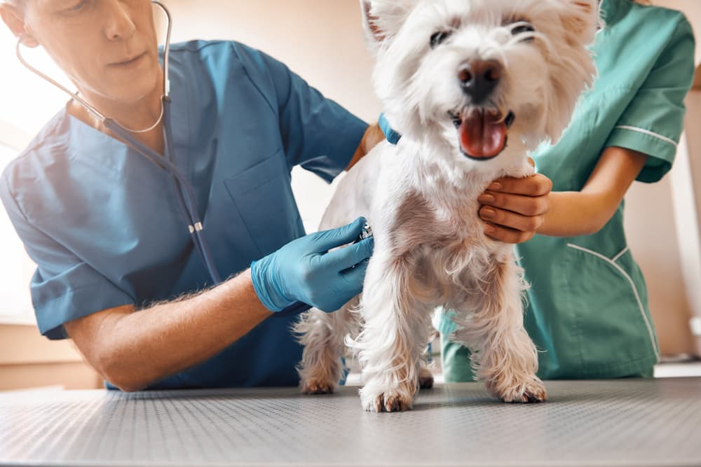 Dog at the vet having an exam