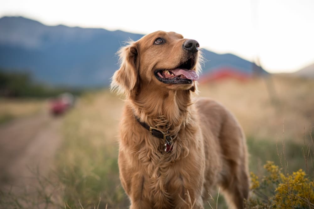 is human doxycycline safe for dogs